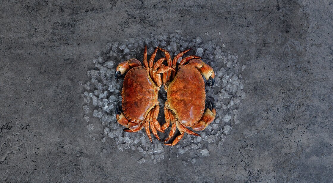 Norwegian brown crab on grey background