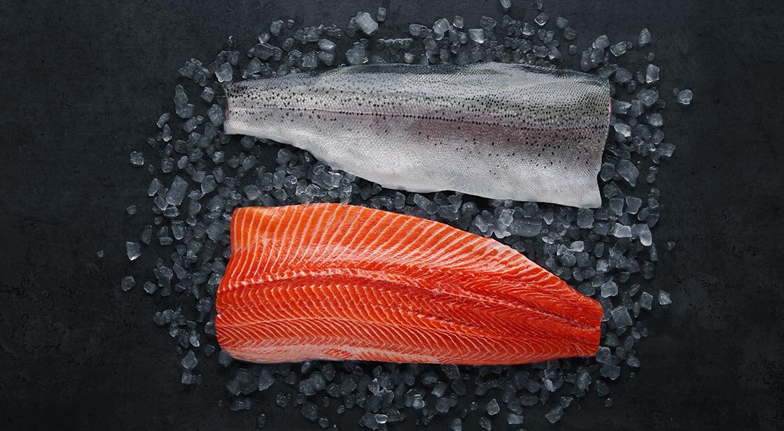 Norwegian steelhead trout on ice