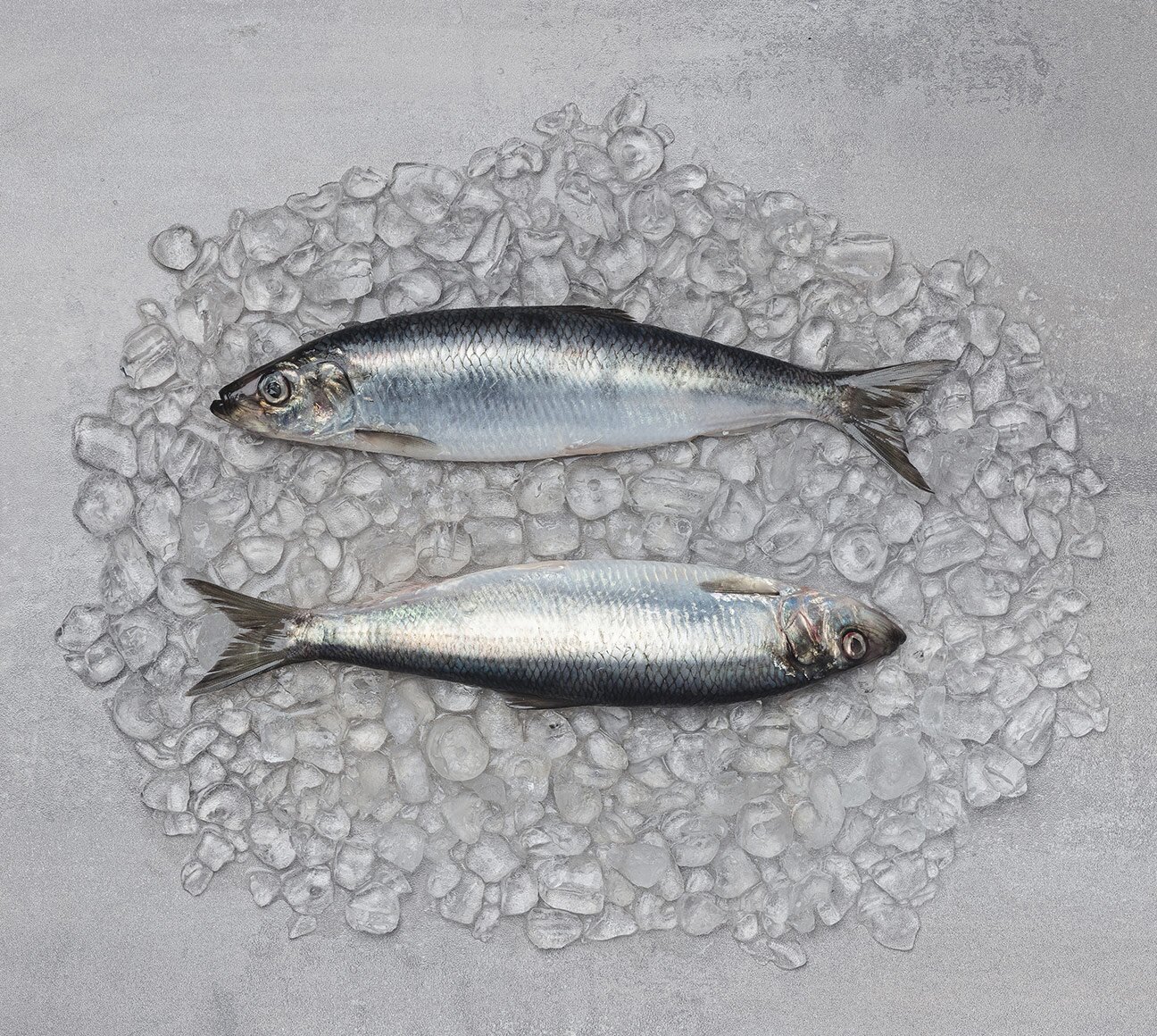 two Norwegian herring on ice