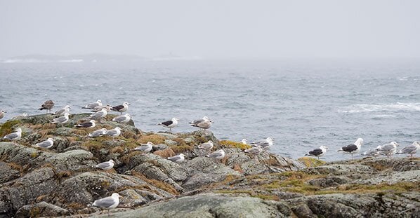 Seagulls on the rocks